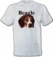 Beagle tête