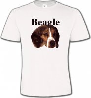 Beagle tête