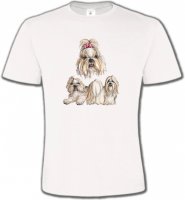 Shih Tzu (A)