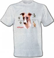 Lévrier Whippet (B)