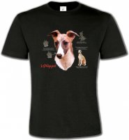 Lévrier Whippet (B)