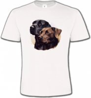 Labrador noir et chocolat (A)