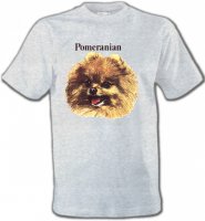 Spitz Poméranien (B)