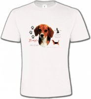 Beagle tête