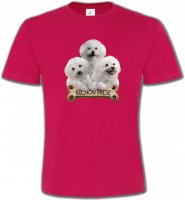 Bichon Frisé chiots (A)