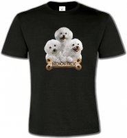 Bichon Frisé chiots (A)