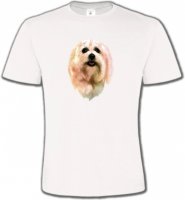 Bichon Maltais (D)