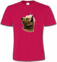 Cairn Terrier (B)