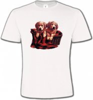 Golden Retriever Chiots (DG)