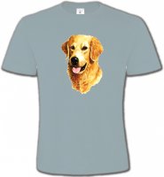 Tête de Golden Retriever (IBG)
