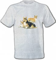 Famille Welsh Corgi (D)