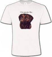 Labrador chocolat (G)