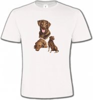 Labrador chocolat (F)