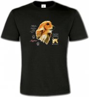 Lévrier Afghan blanc (P)