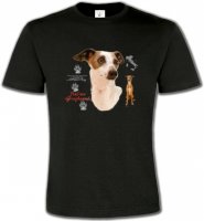 Lévrier Italien (A)