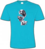 Braque de Weimar gris