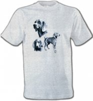 Braque de Weimar gris