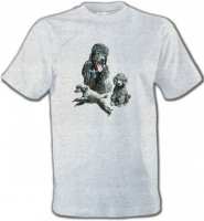 Caniche gris (L)