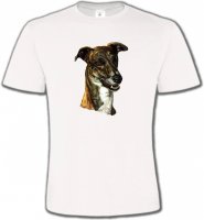 Lévrier Italien (D)